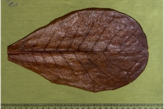 Terminalia catappa
