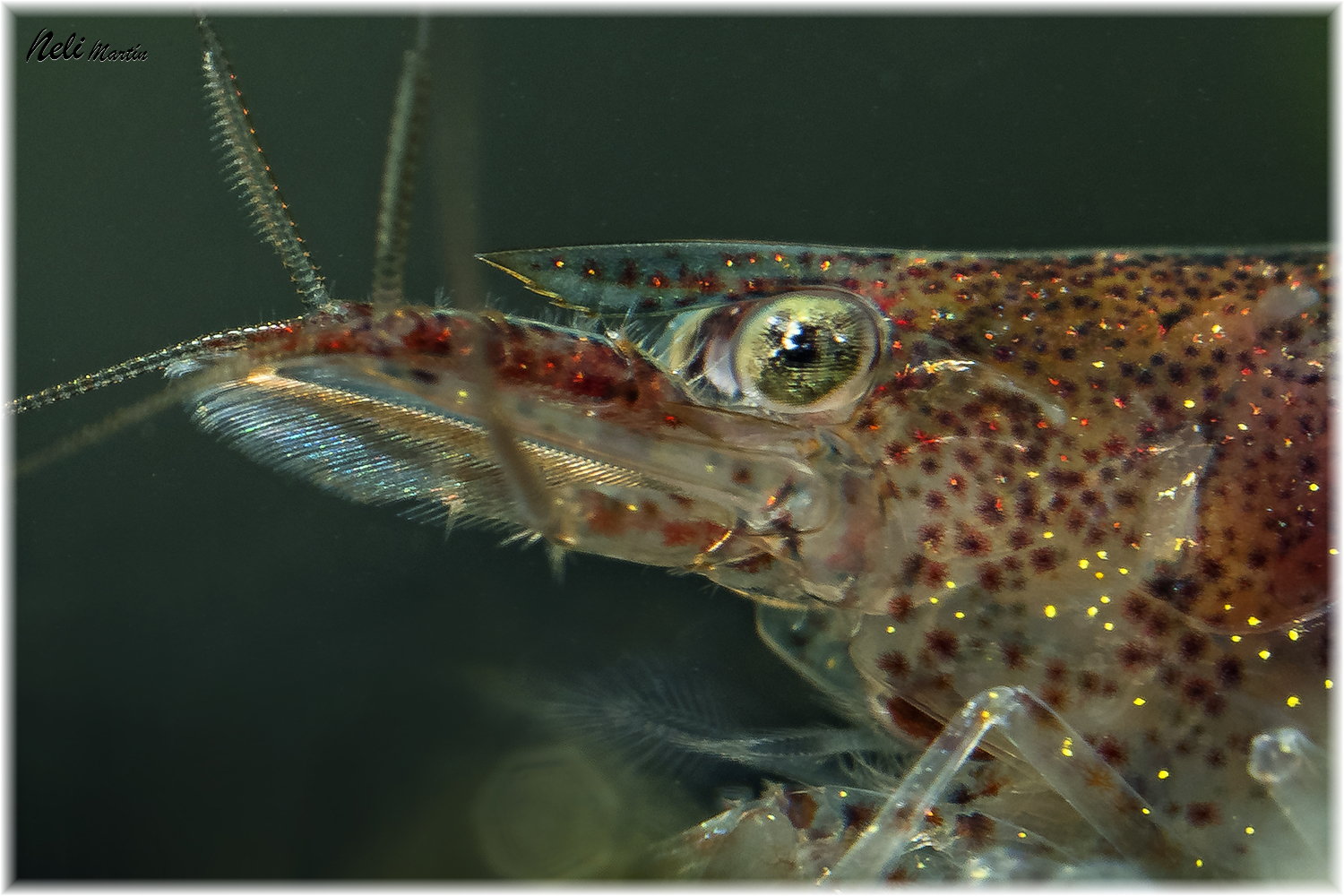 Caridina-Serratirostris