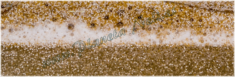 Artemia-decapsular