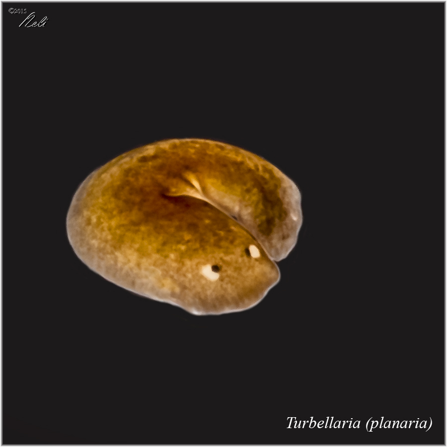 Turbellaria - Planaria