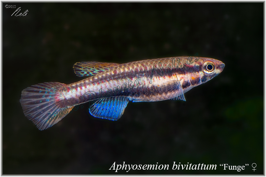 A bivittatum