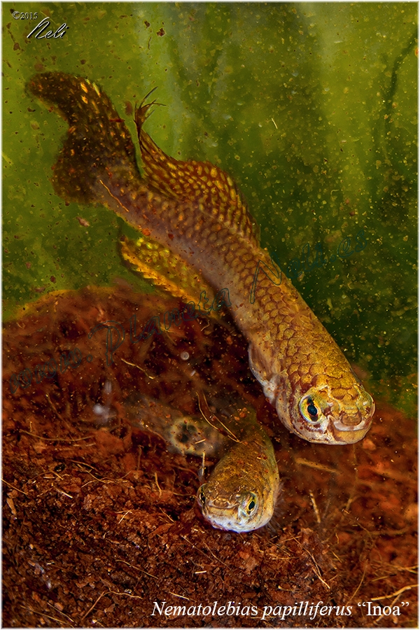 Nem papilliferus