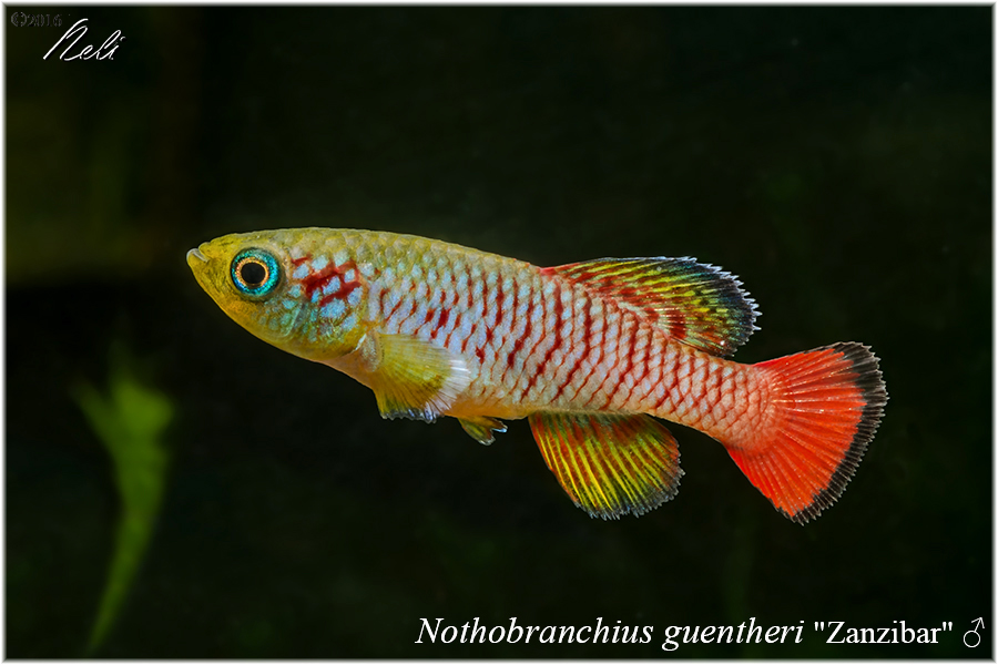 Nothobranchius guentheri Zanzibar