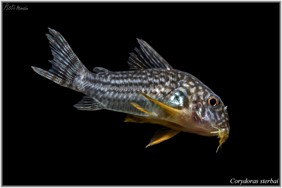 Corydora sterbai