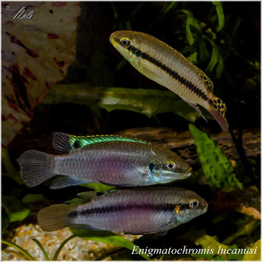 Enigmatochromis lucanusi