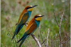 Abejarucos