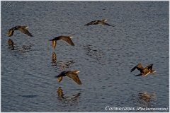 Embalse de Abegondo-Cecebre