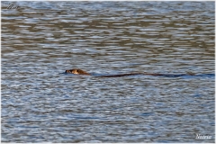 Embalse de Abegondo-Cecebre