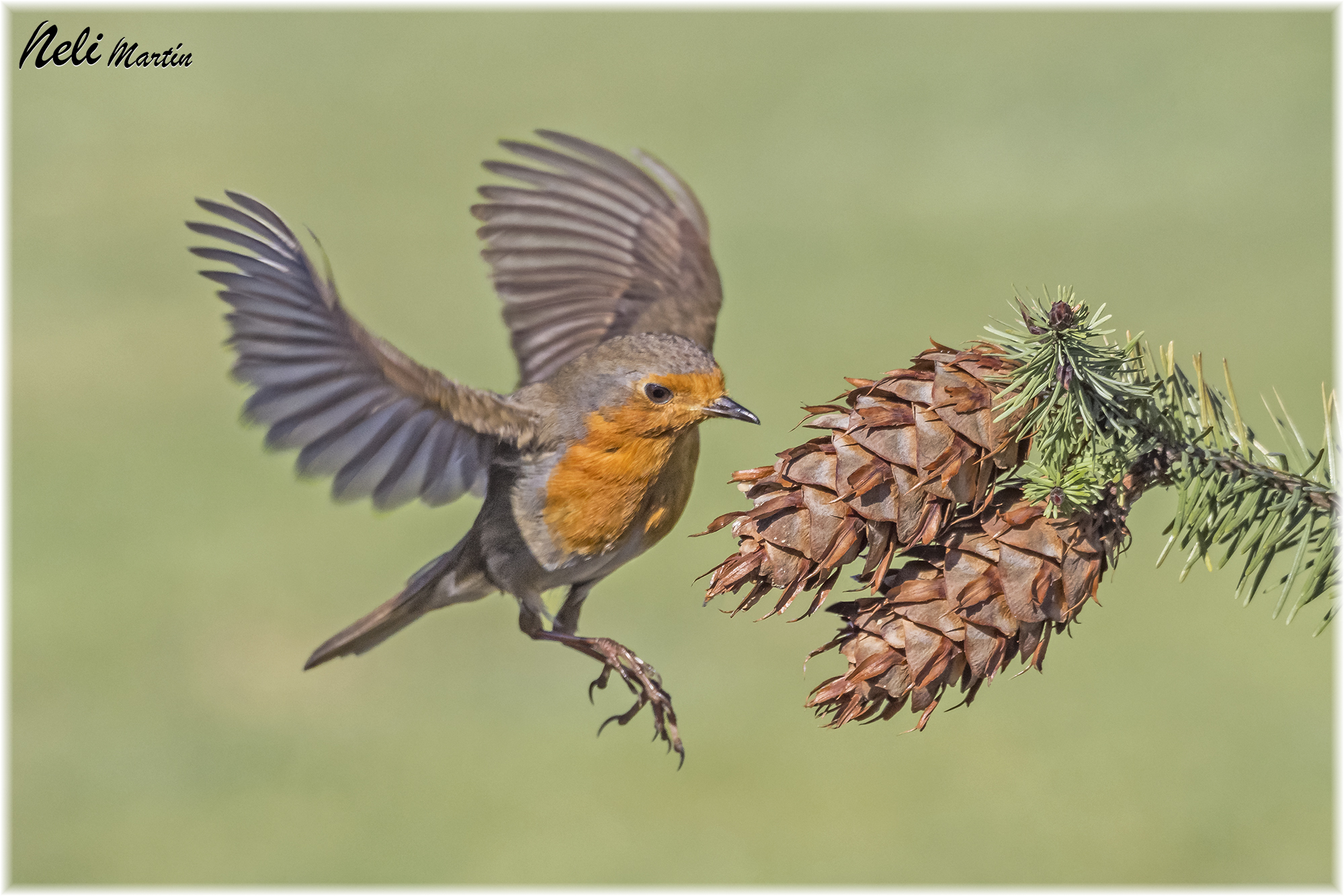 Erithacus rubecula