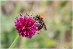 Xylocopa virginica