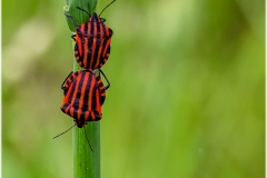 Graphosoma lineatum