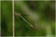 Lestes viridis