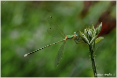 Lestes viridis