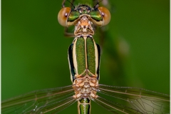 Lestes viridis