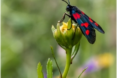 Zygaena trifolii