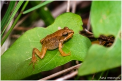 rana temporaria