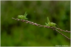 Tettigonia viridissima