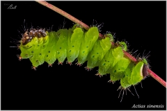 Actias sinensis