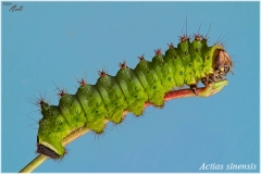 Actias sinensis