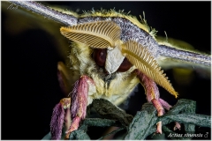 Actias sinensis