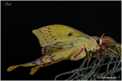 Actias sinensis