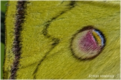 Actias sinensis