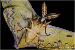 Actias sinensis