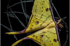Actias sinensis