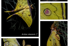 Actias sinensis