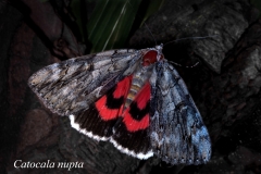 Catocala nupta