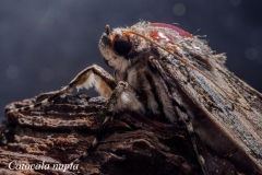 Catocala nupta