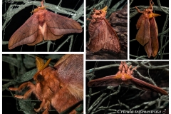 Cricula-trifenestrata-macho