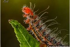 Cricula trifenestrata, oruga