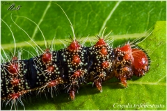 Cricula trifenestrata, oruga