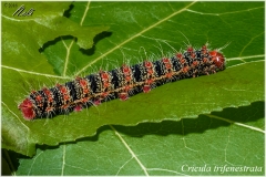 Cricula trifenestrata, oruga
