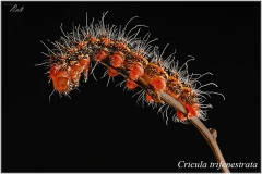 Cricula trifenestrata, oruga