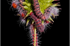 Cricula trifenestrata, oruga