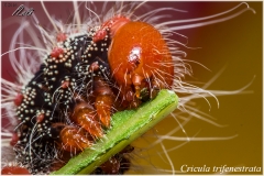 Cricula trifenestrata, oruga