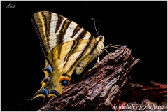 Iphiclides podalirius