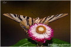 Iphiclides podalirius