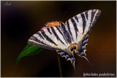 Iphiclides podalirius