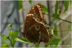 Achilles Blue Morpho