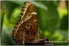Achilles Blue Morpho