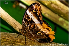 Caligo eurilochus