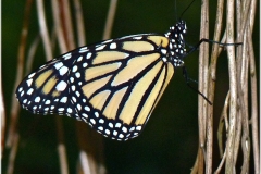 Danaus plexippus