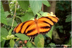 Dryadula phaetusa