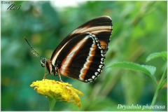 Dryadula phaetusa
