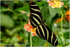 Heliconius charithonia