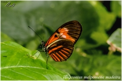 Heliconius melpomene madeira