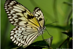 Idea leuconoe